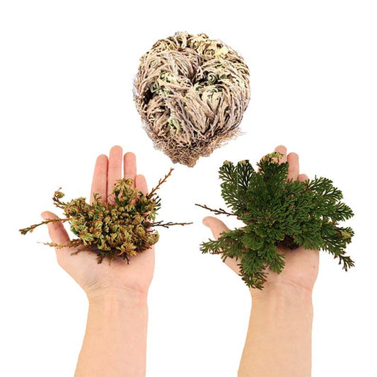 Rose of Jericho Resurrection Plant | Rooted Phoenix Spiritual